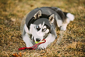 Dog Husky Puppy Plays With Tennis Ball