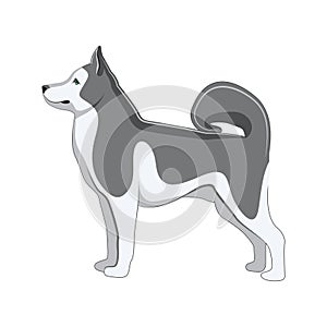 Dog Husky. Vector Illustration