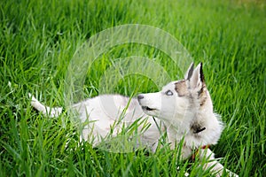 A dog husky walking in a park