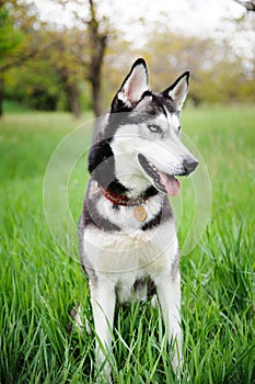 A dog husky walking in a park