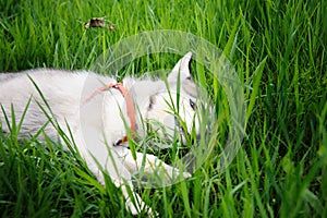 A dog husky walking in a park.