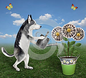 Dog husky watering money flowers in pail