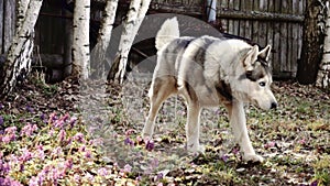 The dog husky is white gray, plays outdoors. Haska, blue eyes, wolf, husky. The concept of action, movement, love and animal care