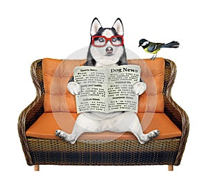 Dog husky on wicker sofa reads paper