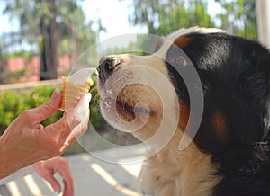 Dog and Ice Cream