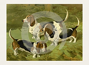 Dog Illustration. Basset Hounds