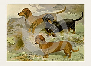 Dog Illustration. Dachshunds