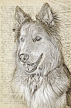 Dog illustration with a text background