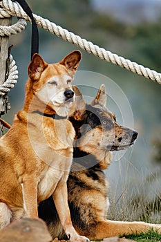 dog , image taken in Follonica, grosseto, tuscany, italy , larderello desert