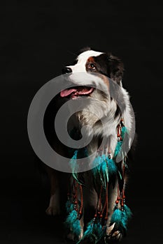 Dog with indian feather necklace
