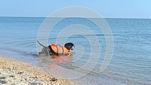 Dog in inflatable vest enters sea water and wags tail