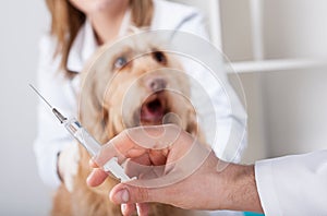 Dog before injection