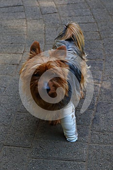 Dog with injured bandaged leg