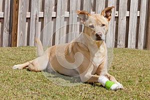 Dog with injured paw
