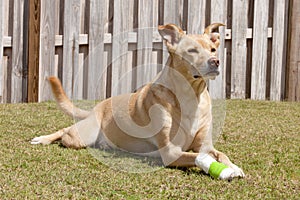 Dog with injured paw