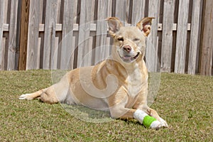 Dog with injured paw