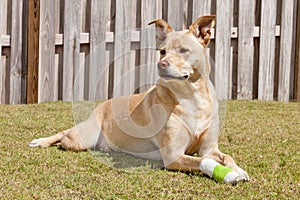 Dog with injured paw