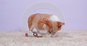 Dog inquisitive corgi puppy sniffing carpet exploring new home marking territory
