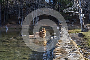 Dog inside of lake photo