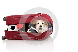 DOG INSIDE A RED MODERN BAGGAGE OR LUGGAGE GOING ON VACATIONS. ISOLATED AGAINST WHITE BACKGROUND