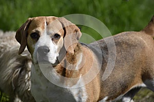 Dog with intelligent eyes in Burnley Lancashire photo