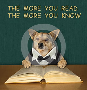 Dog intelligent reads book at desk