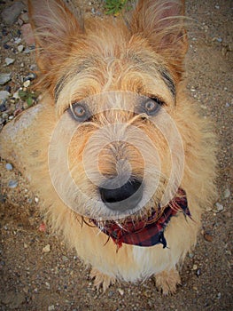 Dog with intense look on a stoney beach