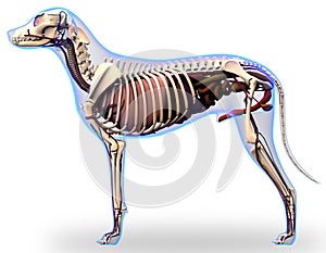 Dog Internal Organs Anatomy - Anatomy of a Male Dog Internal Org photo