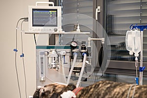 Dog intubated in surgery room of veterinary clinic photo