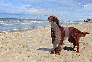 Dog Irish setter on the beach - Dunkerque