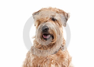 Dog. Irish soft coated wheaten terrier