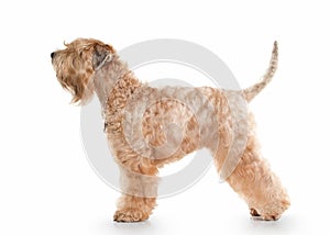 Dog. Irish soft coated wheaten terrier