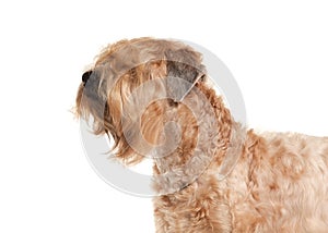 Dog. Irish soft coated wheaten terrier