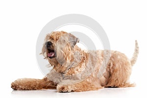 Dog. Irish soft coated wheaten terrier