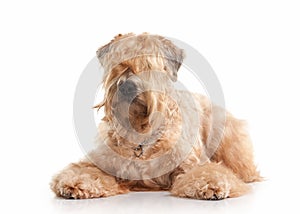 Dog. Irish soft coated wheaten terrier