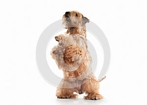 Dog. Irish soft coated wheaten terrier