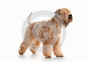 Dog. Irish soft coated wheaten terrier