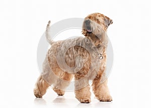 Dog. Irish soft coated wheaten terrier