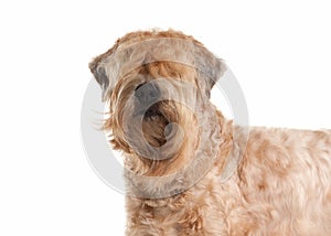 Dog. Irish soft coated wheaten terrier