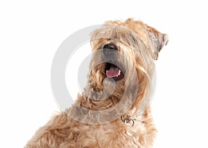 Dog. Irish soft coated wheaten terrier