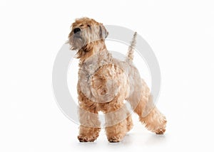 Dog. Irish soft coated wheaten terrier