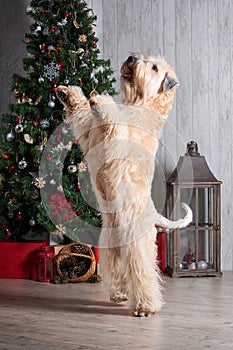 Dog. Irish soft coated wheaten terrier on Christmas background