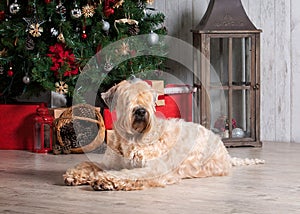 Dog. Irish soft coated wheaten terrier on Christmas background