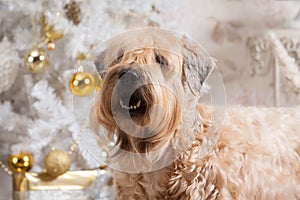Dog. Irish soft coated wheaten terrier on Christmas background