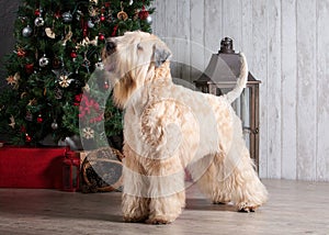 Dog. Irish soft coated wheaten terrier on Christmas background