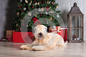 Dog. Irish soft coated wheaten terrier on Christmas background