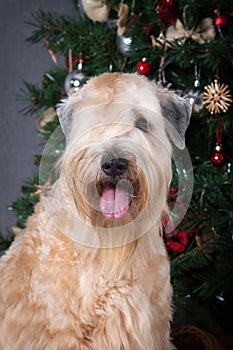 Dog. Irish soft coated wheaten terrier on Christmas background