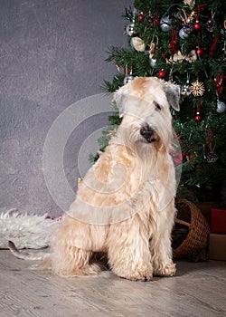 Dog. Irish soft coated wheaten terrier on Christmas background