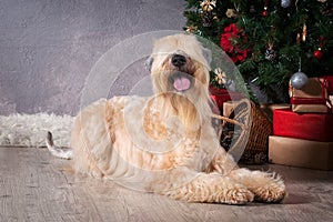 Dog. Irish soft coated wheaten terrier on Christmas background