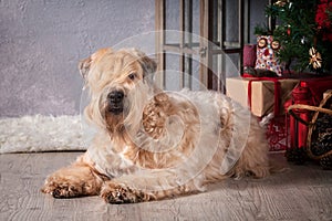 Dog. Irish soft coated wheaten terrier on Christmas background